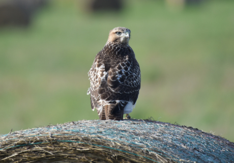 Photograph selected for August 2026