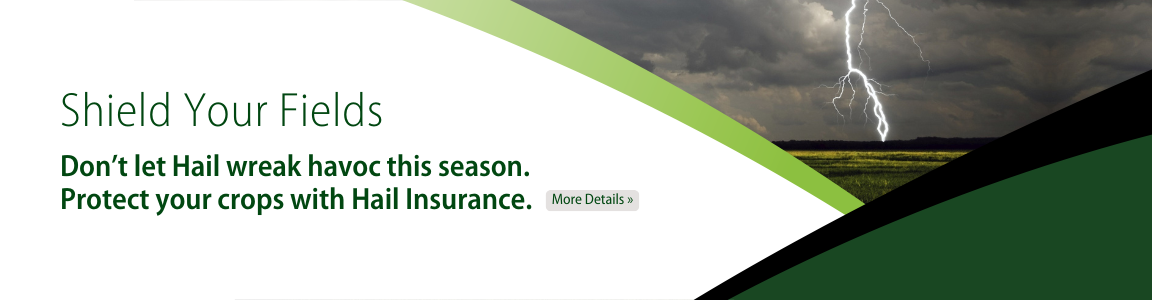 Hail Insurance