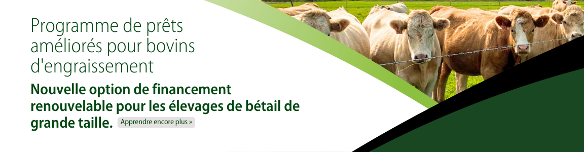 Prêts améliorés pour bovins d’engraissement