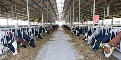 vaches laitières