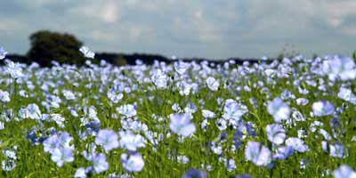 floraison de lin