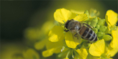 abeille aux fleurs de canola
